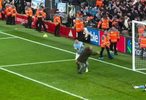 球迷冲场拥抱哈兰德后进球被判无效